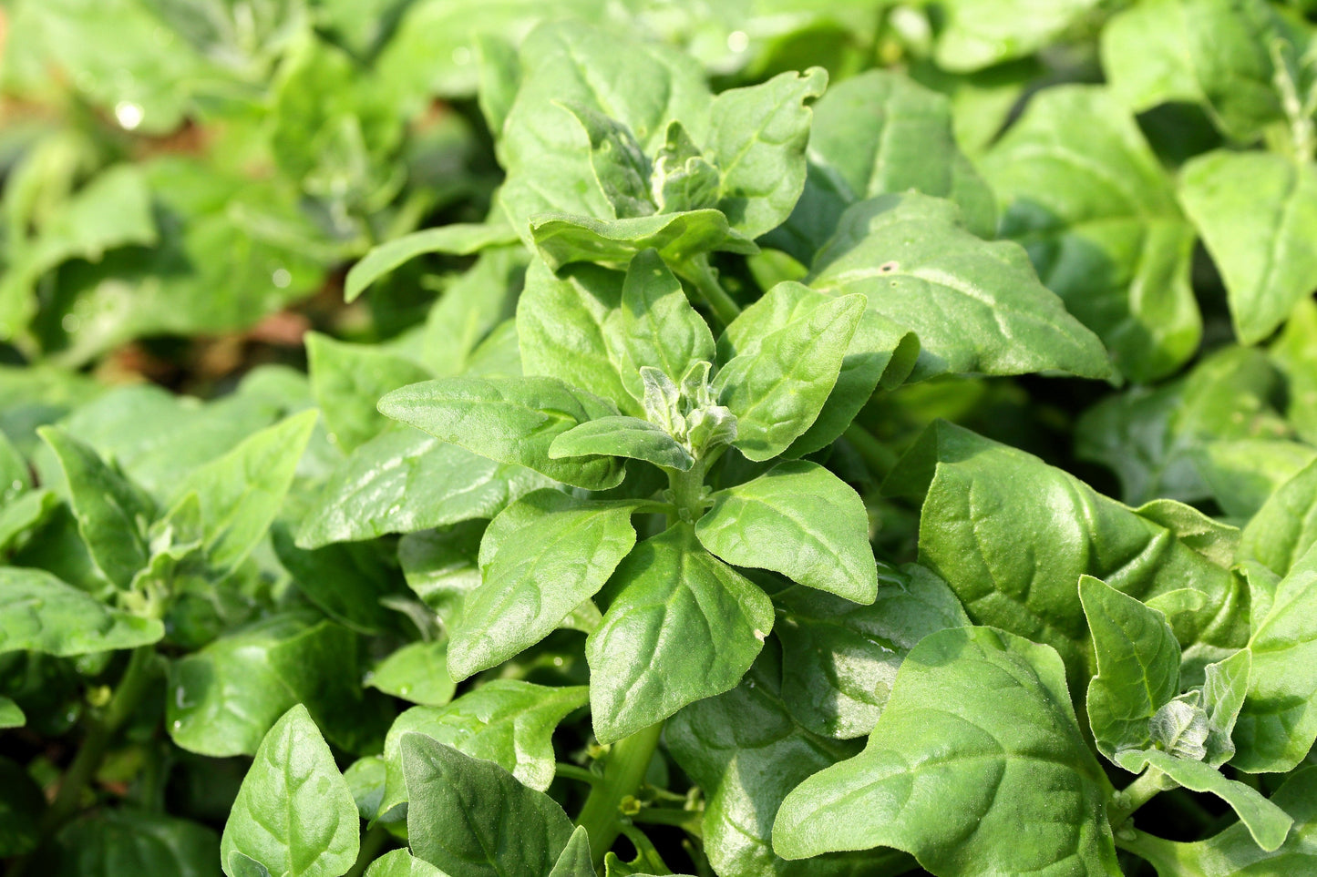 60 New Zealand Spinach (Tetragonia Tetragonioides) Seeds