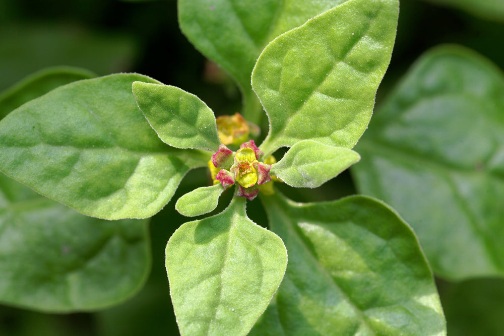 60 New Zealand Spinach (Tetragonia Tetragonioides) Seeds