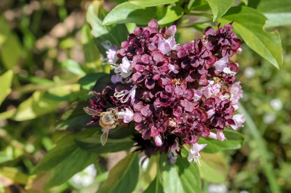 250 Siam Queen Thai Basil (Ocimum Thyrsiflora) Seeds