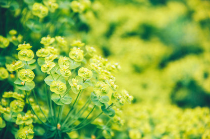 100 Green Gold Bupleurum (Griffithii Rotundifolium) Seeds