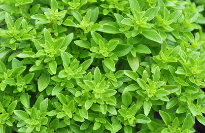 200 Spicy Globe Basil (Ocimum Basilicum) Seeds