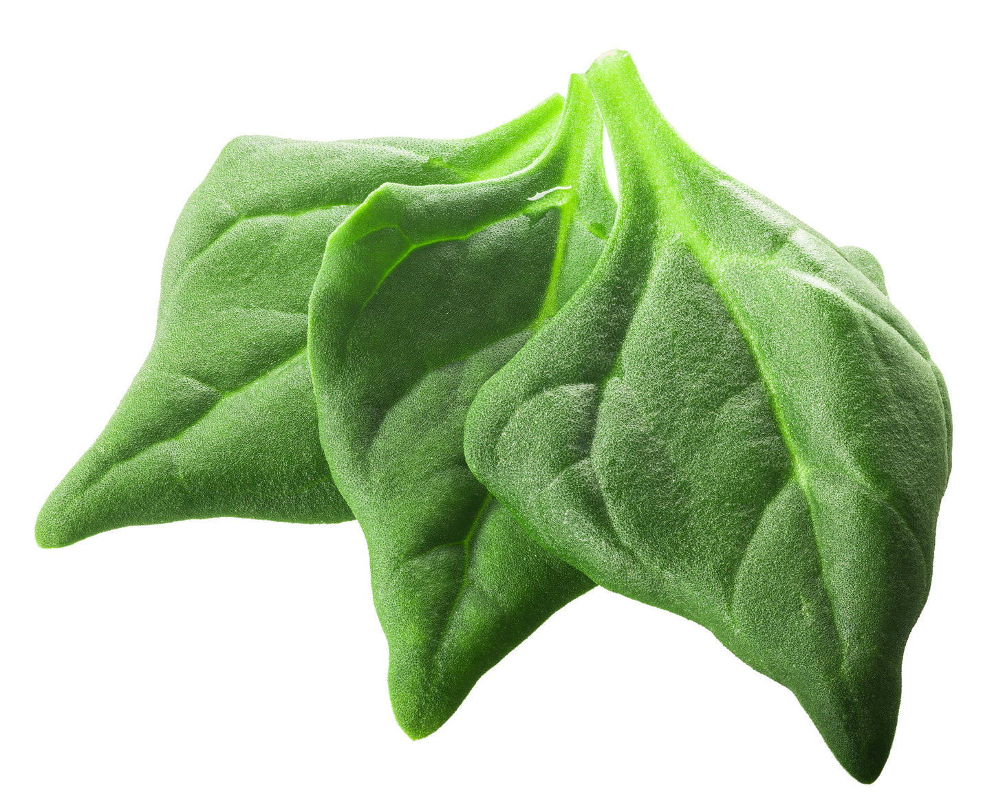 60 New Zealand Spinach (Tetragonia Tetragonioides) Seeds