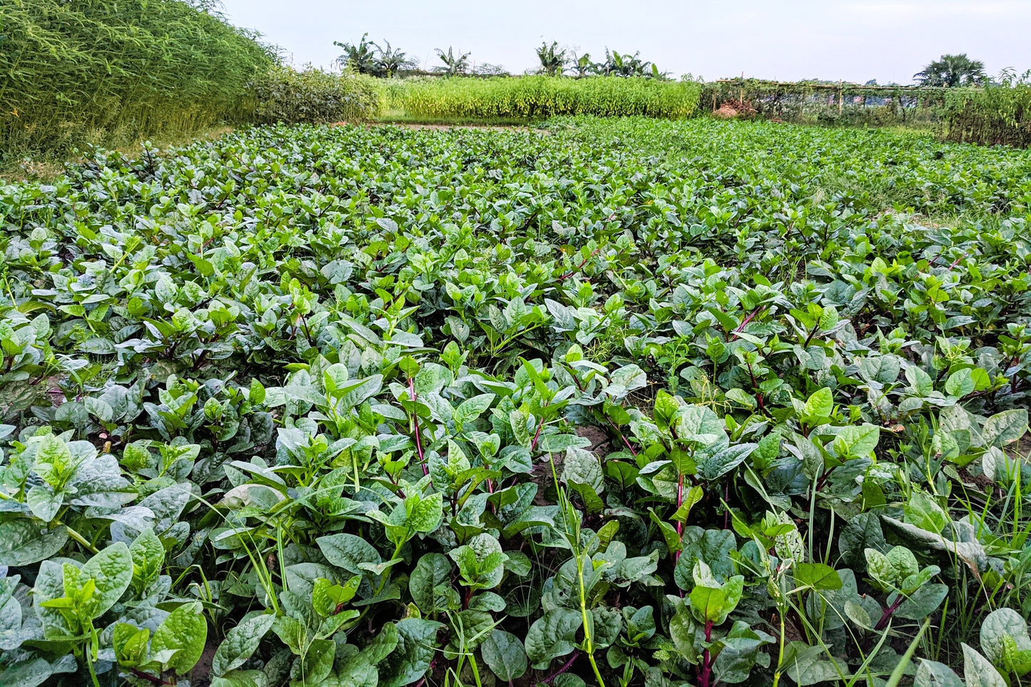50 Red Malabar Spinach (Basella Alba Rubra) Seeds