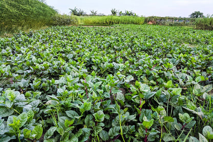 50 Red Malabar Spinach (Basella Alba Rubra) Seeds
