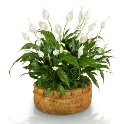 10 Peace Lily (Spathiphyllum Wallisii) Seeds