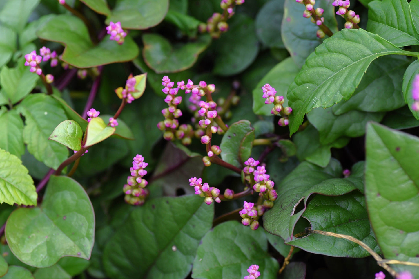 50 Red Malabar Spinach (Basella Alba Rubra) Seeds