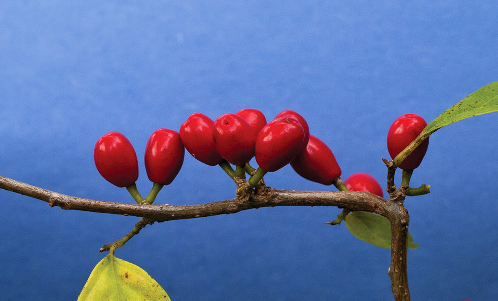 10 Spicebush (Lindera Benzoin) Seeds