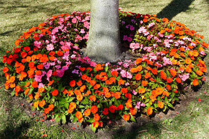 50 Dwarf Impatiens (Impatiens Walleriana) Seeds