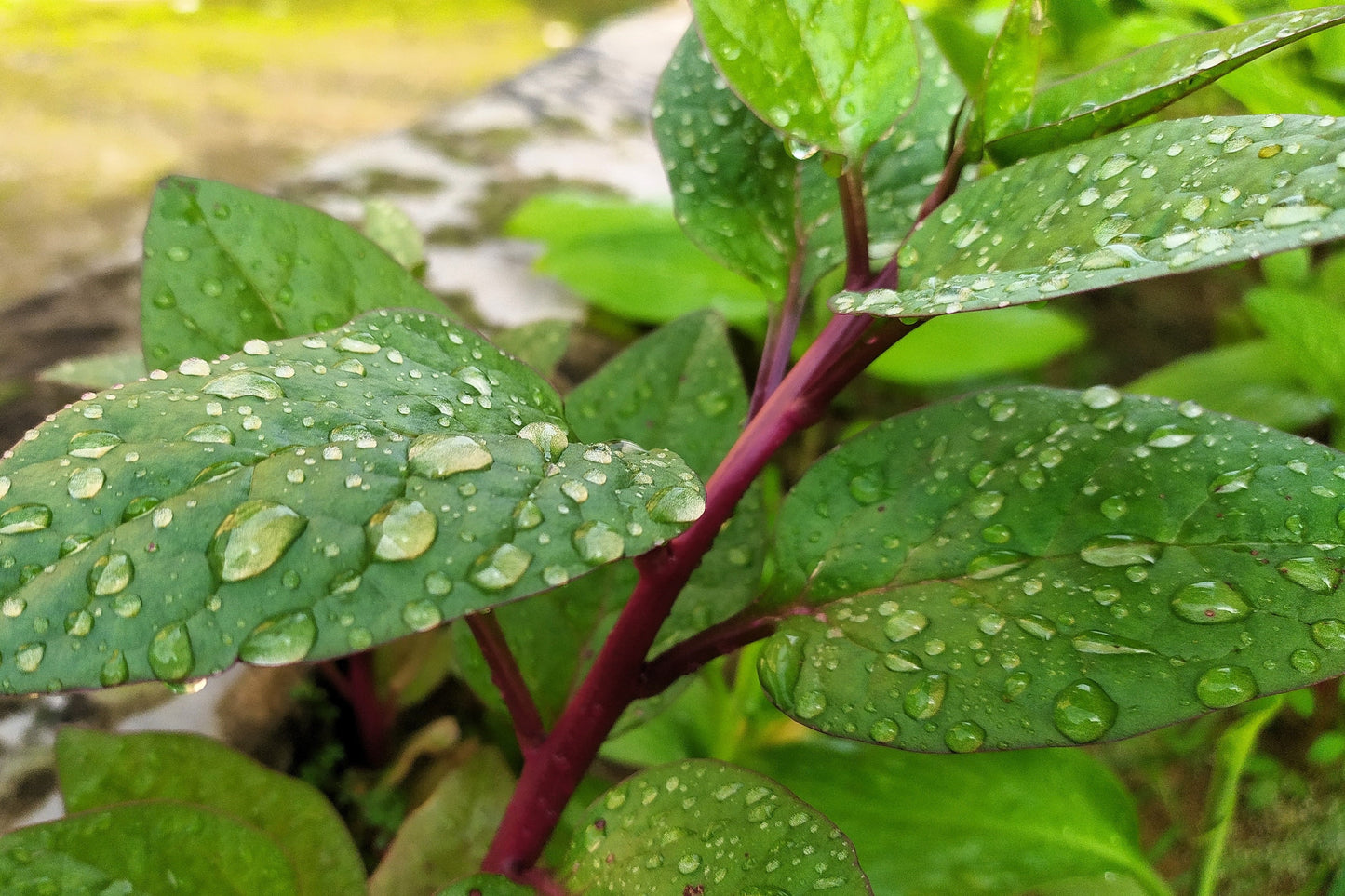 50 Red Malabar Spinach (Basella Alba Rubra) Seeds