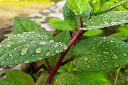 50 Red Malabar Spinach (Basella Alba Rubra) Seeds