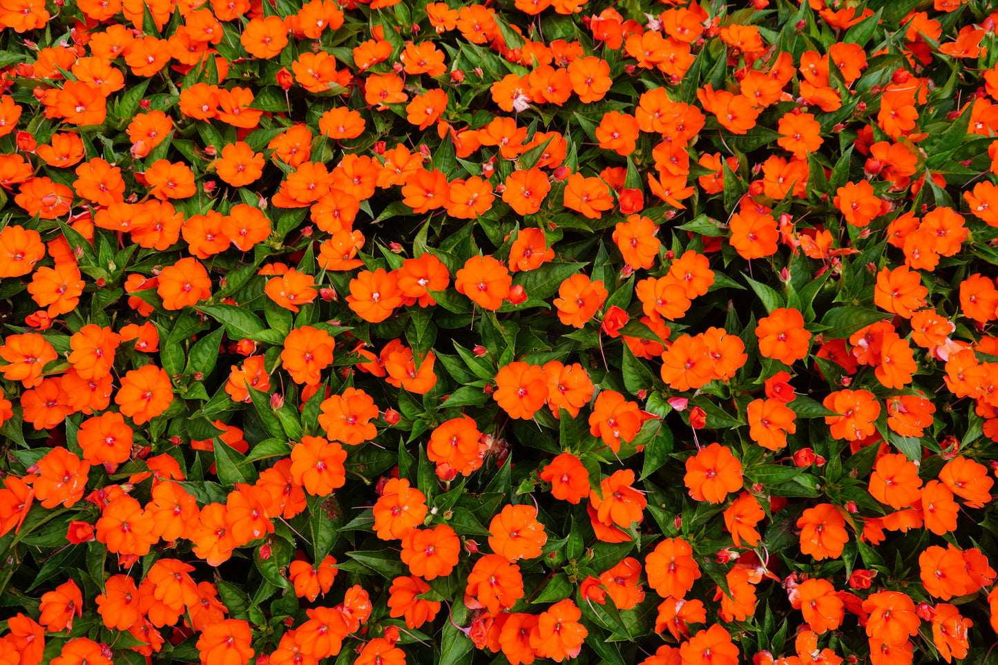50 Dwarf Impatiens (Impatiens Walleriana) Seeds