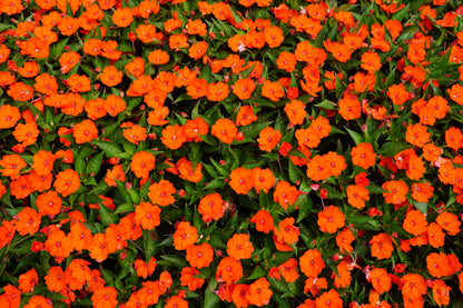 50 Dwarf Impatiens (Impatiens Walleriana) Seeds