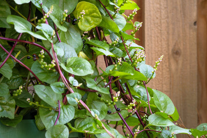 50 Red Malabar Spinach (Basella Alba Rubra) Seeds