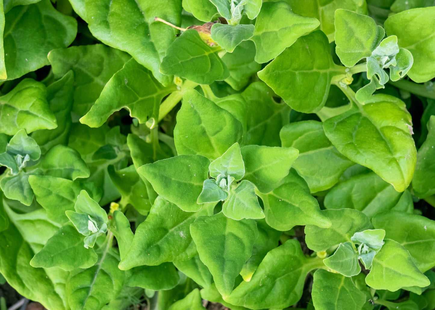 60 New Zealand Spinach (Tetragonia Tetragonioides) Seeds