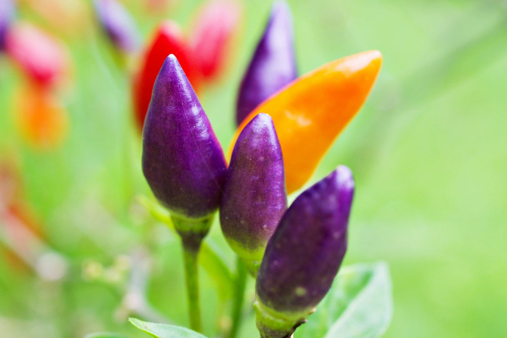 50 Variegated Purple Tiger Pepper (Capsicum Annuum) Seeds