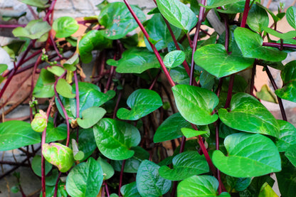 50 Red Malabar Spinach (Basella Alba Rubra) Seeds