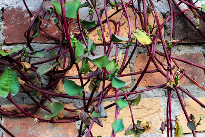 50 Red Malabar Spinach (Basella Alba Rubra) Seeds