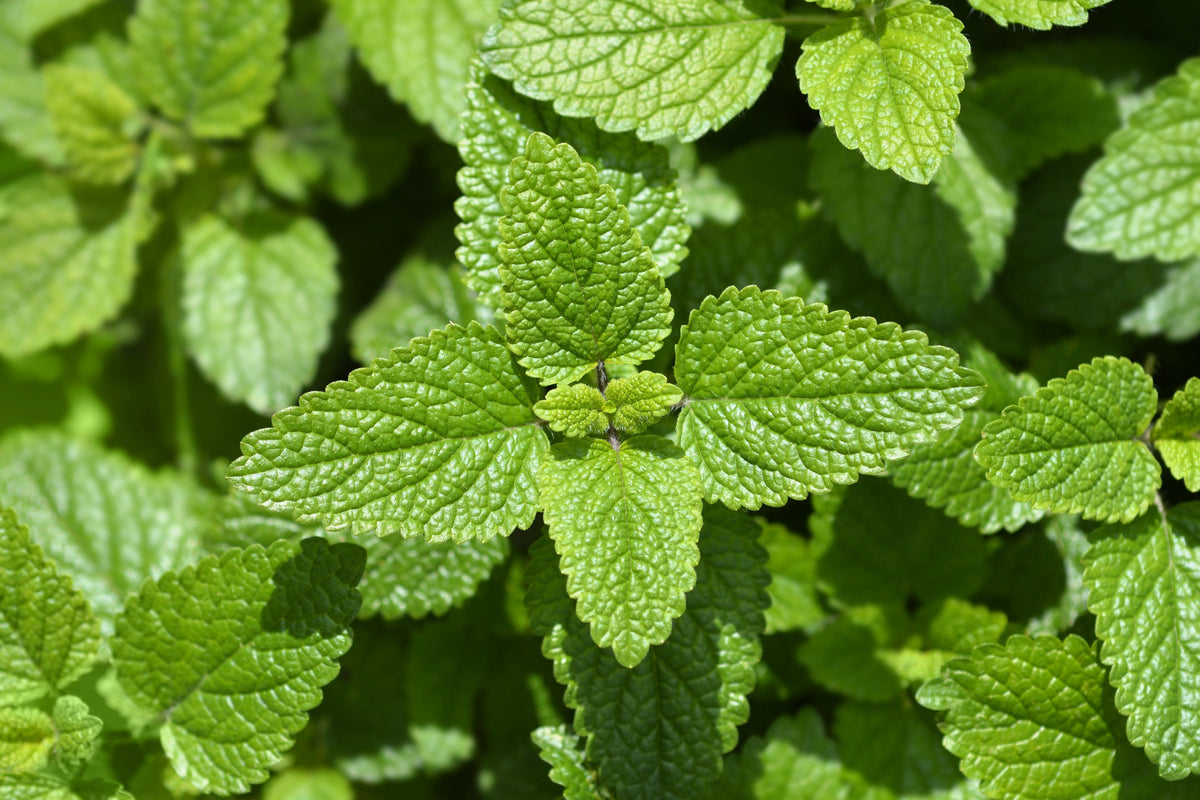 25 Orange MANDARINA BALM Mandarin Lemon Balm Melissa Officinalis Herb Seeds