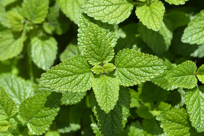 25 Orange MANDARINA BALM Mandarin Lemon Balm Melissa Officinalis Herb Seeds
