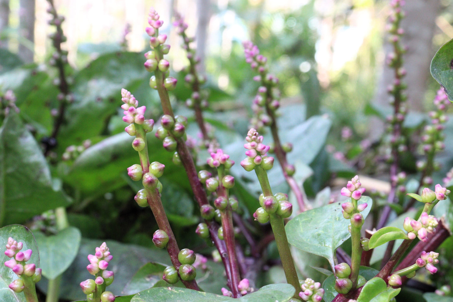 50 Red Malabar Spinach (Basella Alba Rubra) Seeds