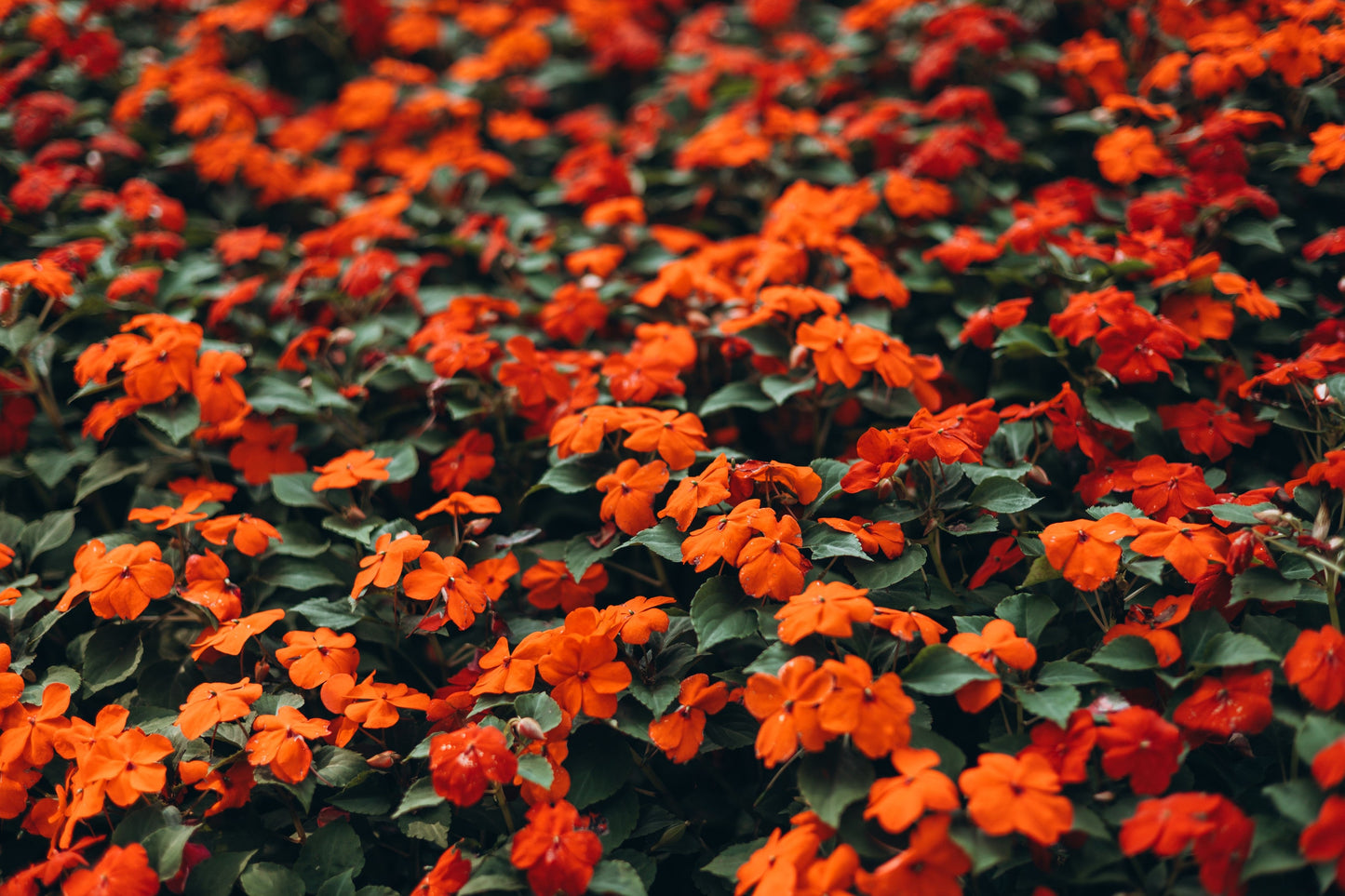 50 Dwarf Impatiens (Impatiens Walleriana) Seeds