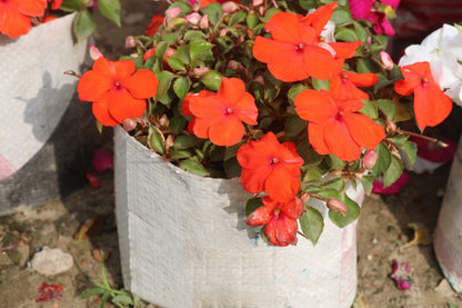 50 Dwarf Impatiens (Impatiens Walleriana) Seeds