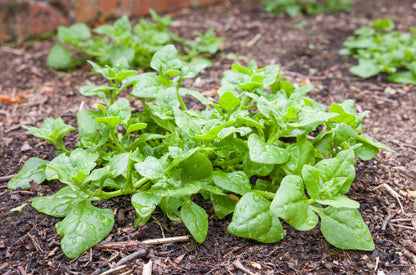60 New Zealand Spinach (Tetragonia Tetragonioides) Seeds