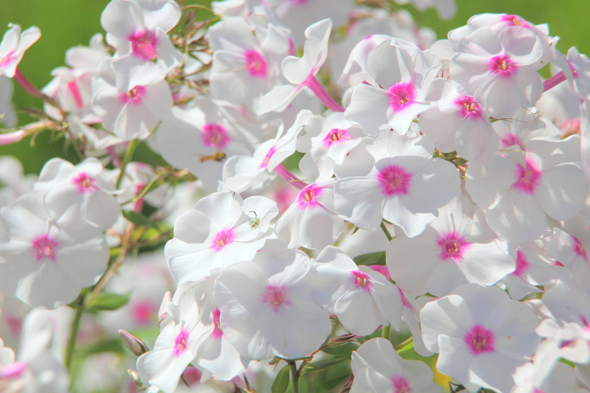 100 PHLOX OF SHEEP Pastel Mix Phlox Drummondii Multicolor Flower Seeds