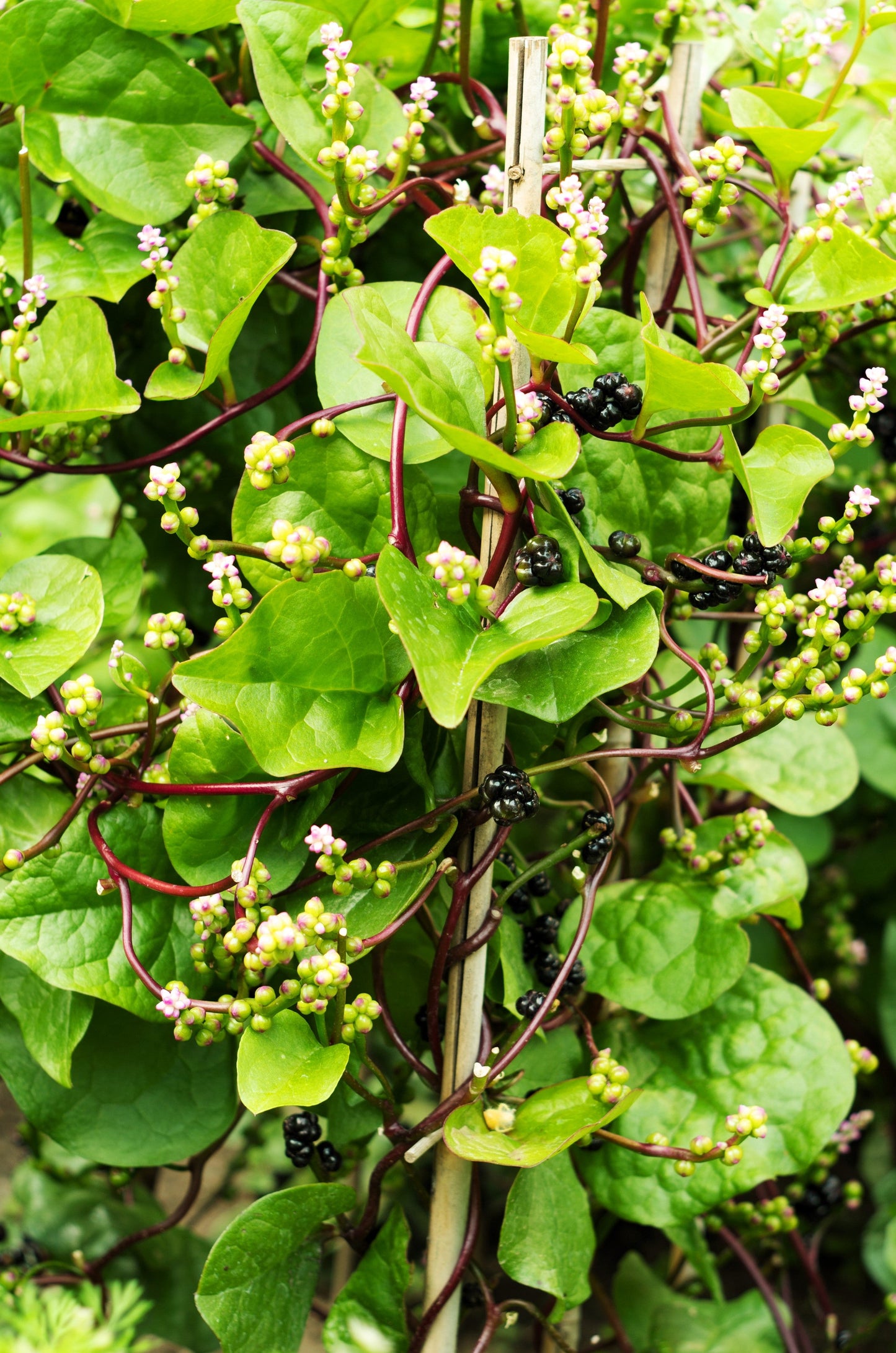 50 Red Malabar Spinach (Basella Alba Rubra) Seeds