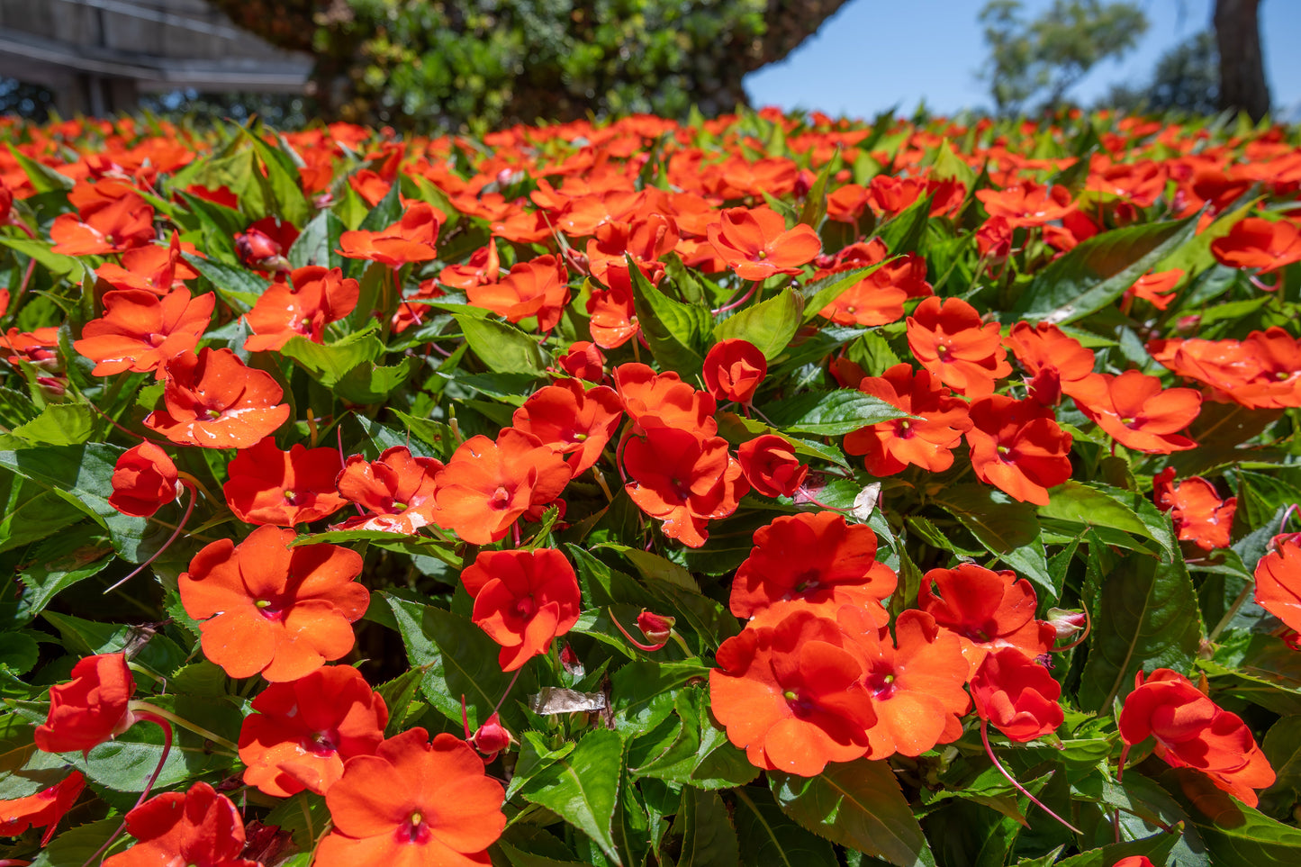 50 Dwarf Impatiens (Impatiens Walleriana) Seeds
