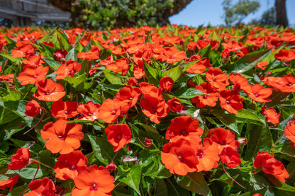 50 Dwarf Impatiens (Impatiens Walleriana) Seeds