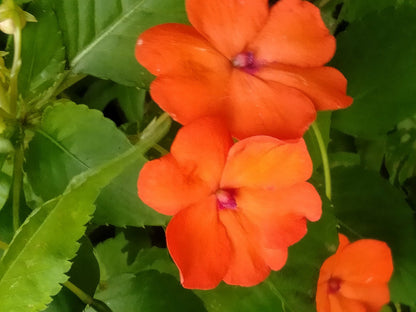 50 Dwarf Impatiens (Impatiens Walleriana) Seeds