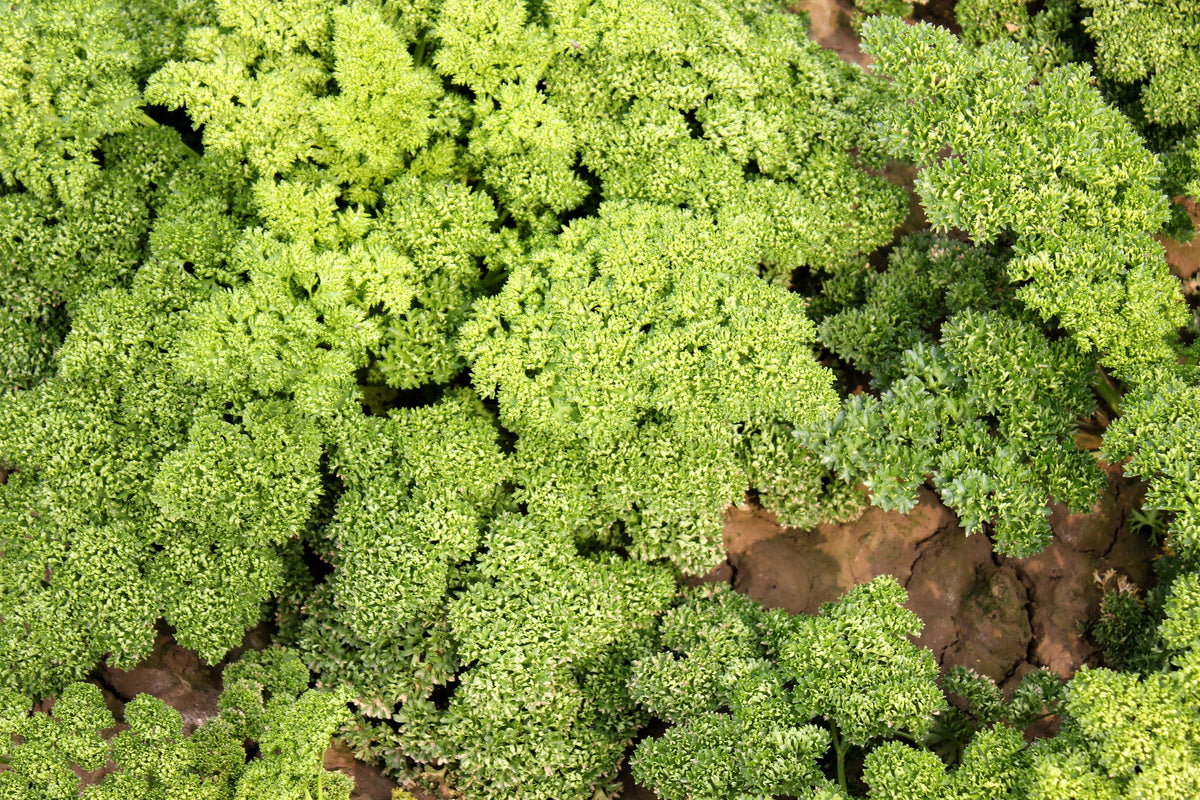 1000 MOSS CURLED PARSLEY Petroselinum Crispum Herb Vegetable Flower Seeds