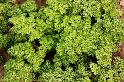 1000 MOSS CURLED PARSLEY Petroselinum Crispum Herb Vegetable Flower Seeds