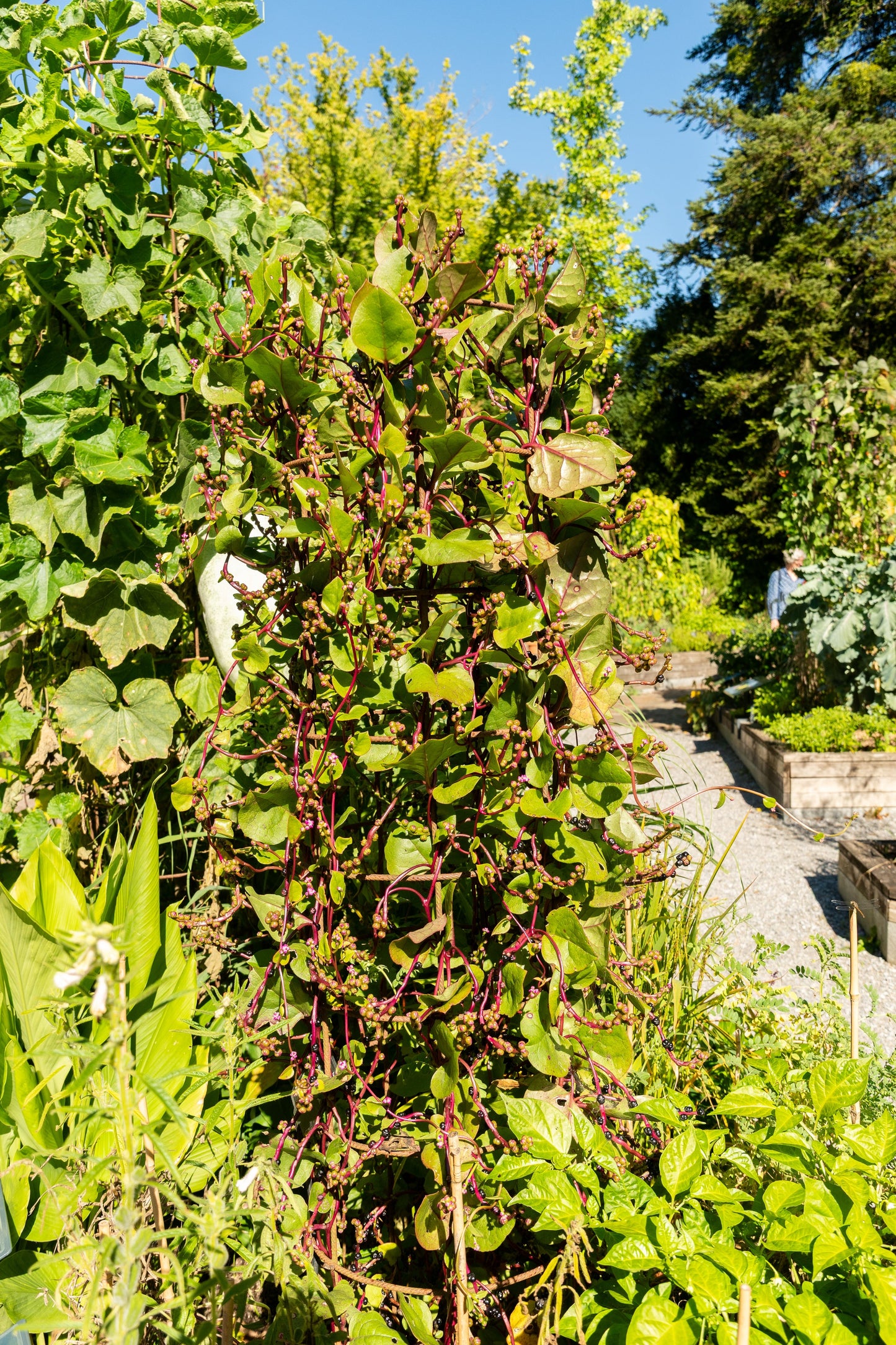 50 Red Malabar Spinach (Basella Alba Rubra) Seeds