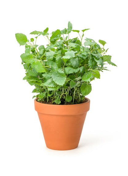 25 Orange MANDARINA BALM Mandarin Lemon Balm Melissa Officinalis Herb Seeds