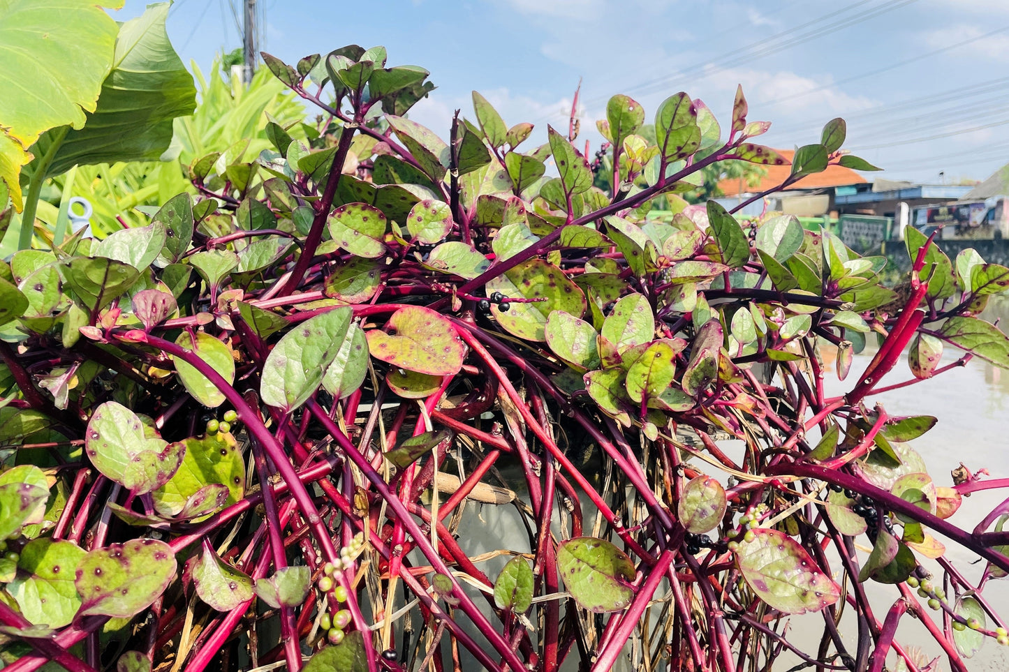 50 Red Malabar Spinach (Basella Alba Rubra) Seeds