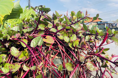50 Red Malabar Spinach (Basella Alba Rubra) Seeds