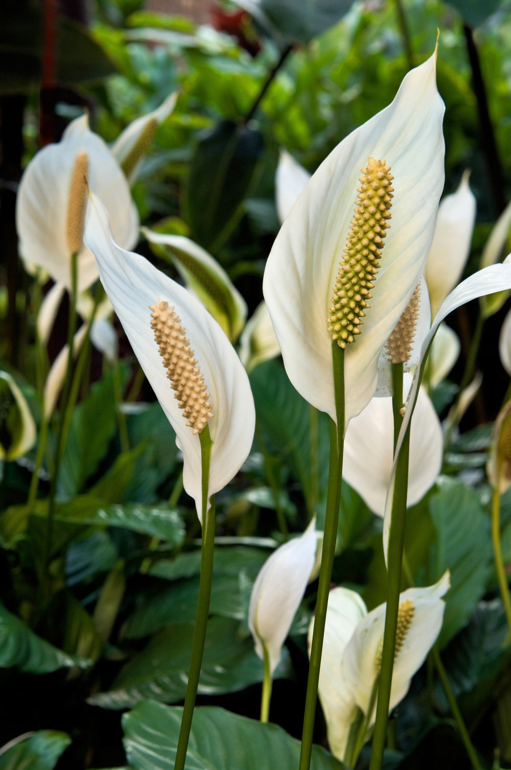10 Peace Lily (Spathiphyllum Wallisii) Seeds