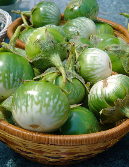 10 KERMIT EGGPLANT Green White Thai Solanum Melongena Fruit Vegetable Seeds