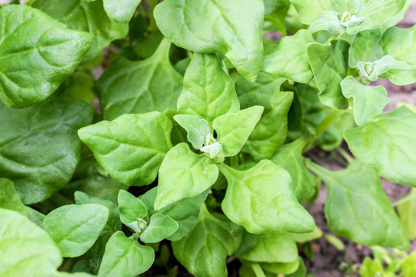 60 New Zealand Spinach (Tetragonia Tetragonioides) Seeds