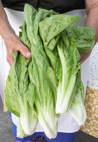 250 SUGAR LOAF ENDIVE Radicchio Escarole Cichorium Intybus Green Vegetable Seeds