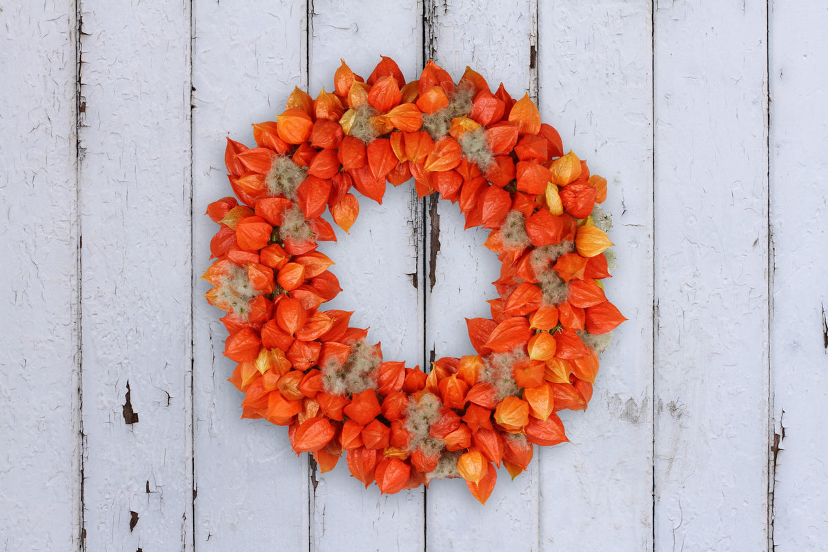100 CHINESE LANTERN (Winter or Ground Cherry / Japanese Lantern) Physalis Alkekengi Flower Seeds