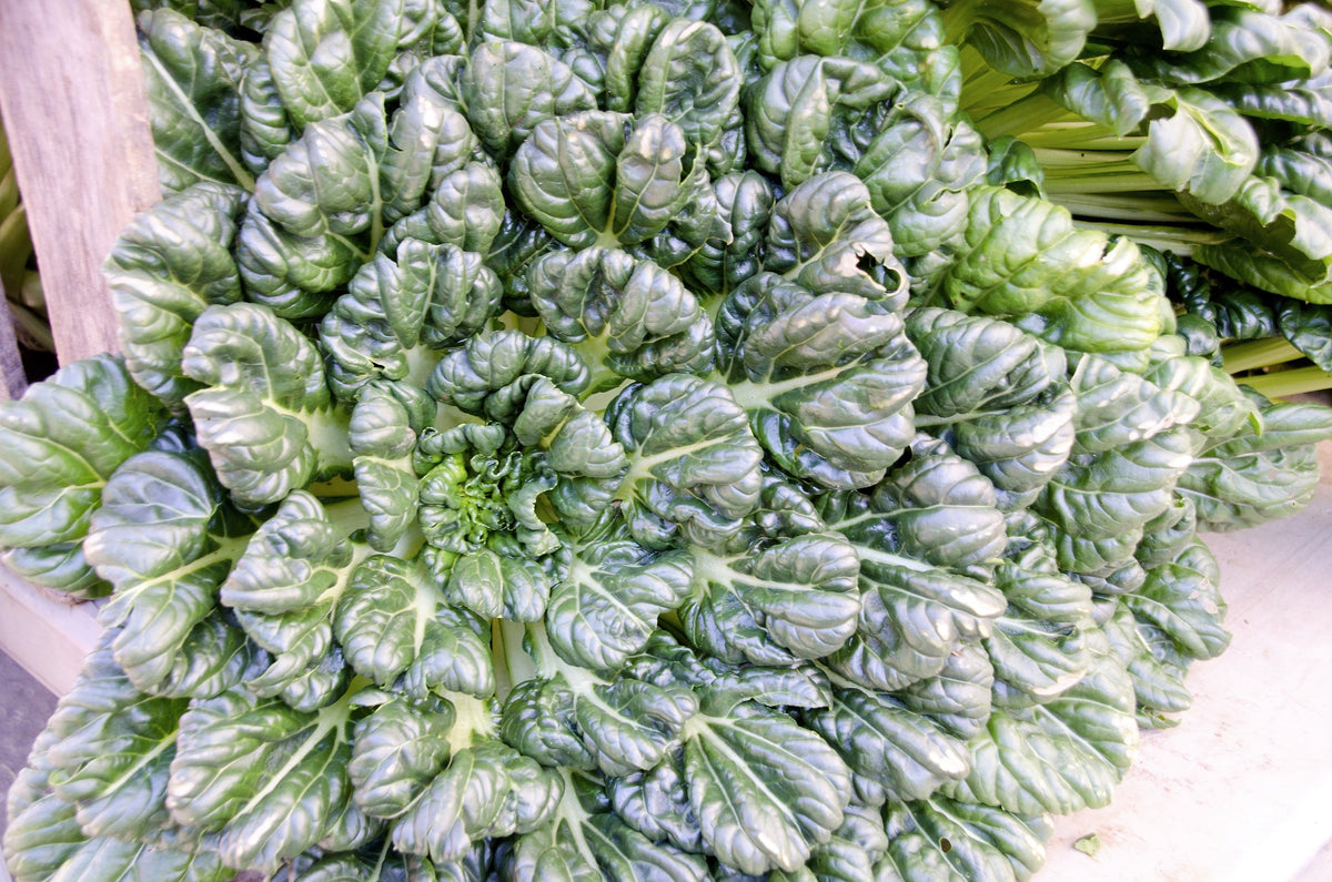 1000 TATSOI Brassica Rapa Rosularis Tat Soi Bok Choy Spinach Mustard Vegetable Seeds