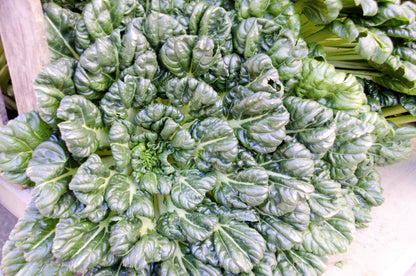 1000 TATSOI Brassica Rapa Rosularis Tat Soi Bok Choy Spinach Mustard Vegetable Seeds