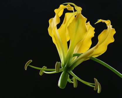10 YELLOW GLORIOSA LILY Flame Lily Gloriosa Lutea Flower Vine Seeds
