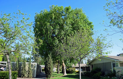 50 Chinese Elm Tree (Ulmus Parvifolia) Seeds