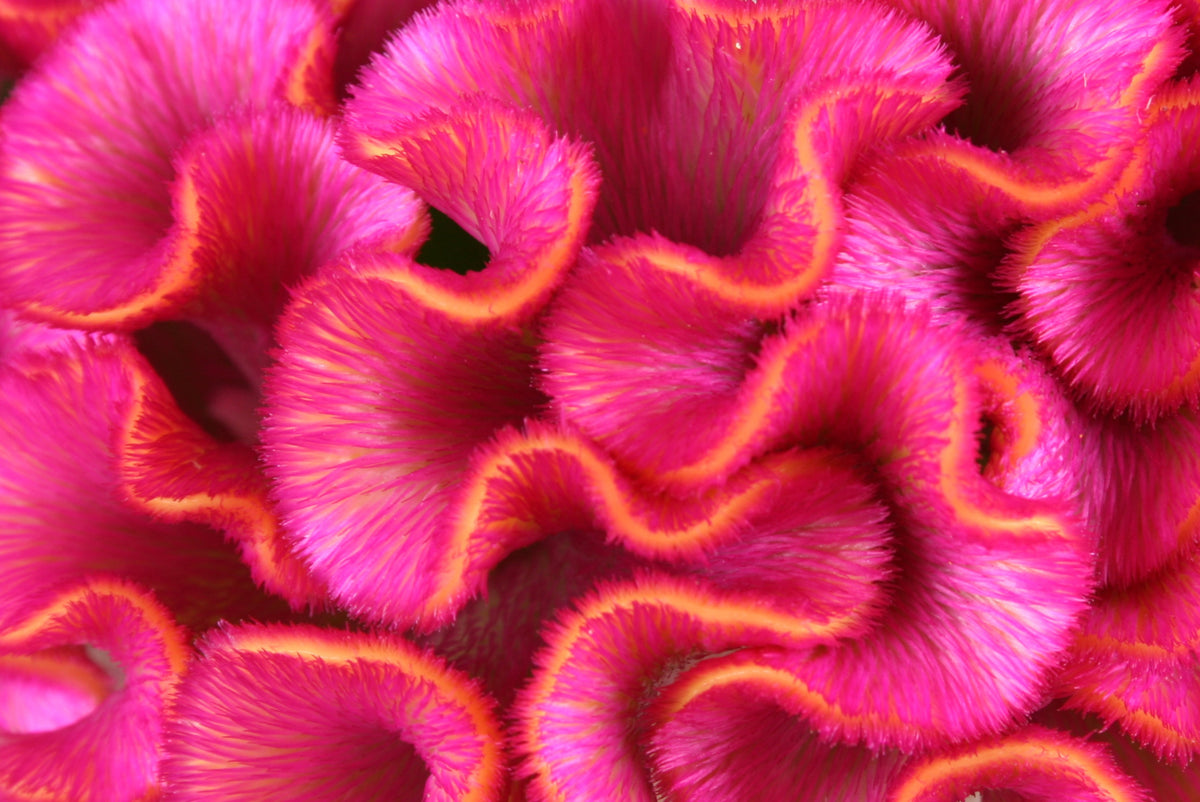 Coral Gardens Mix Celosia (Celosia argentea var. cristata) Seeds – 100 ct