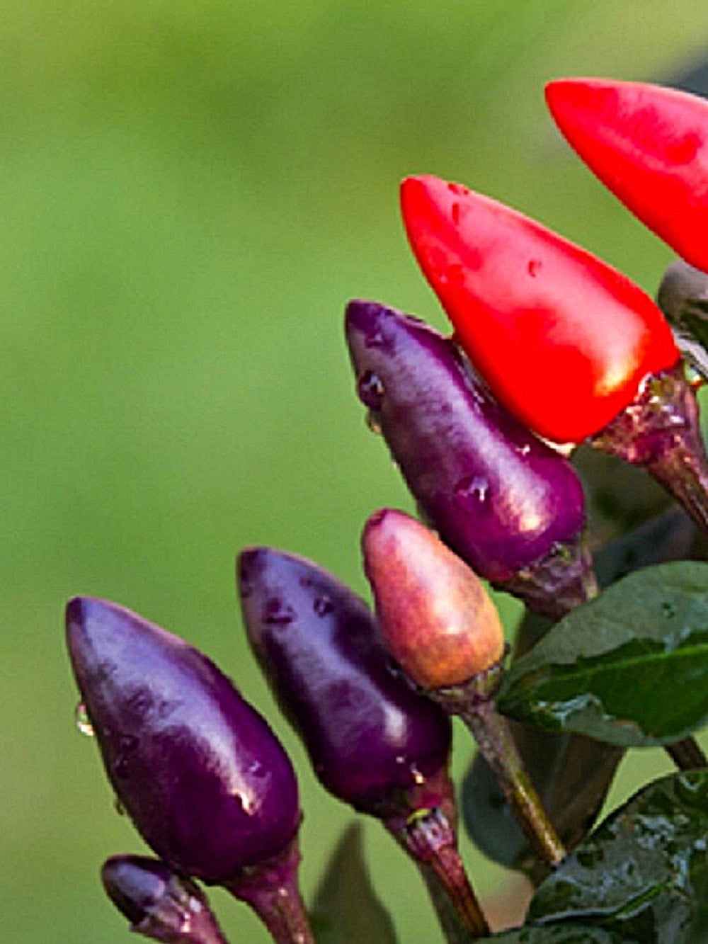 50 Variegated Purple Tiger Pepper (Capsicum Annuum) Seeds