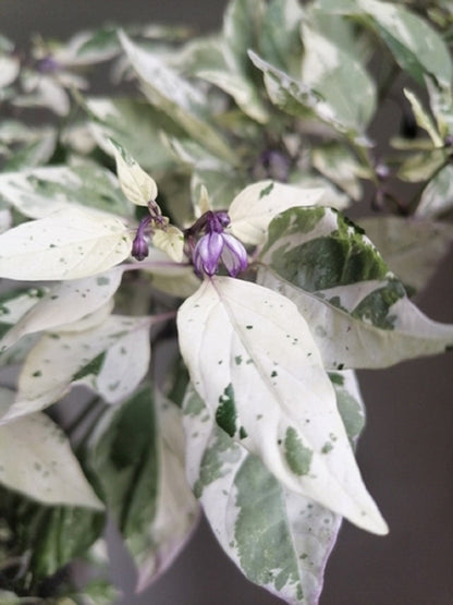 50 Variegated Purple Tiger Pepper (Capsicum Annuum) Seeds